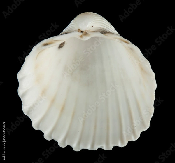 Fototapeta Shells isolated on black background.