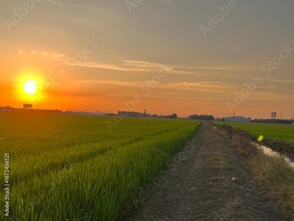 Fototapeta Golden Sunset over Lush Rice Paddy Fields,  Sunset over a Wheat Field,Sunset view at farmland. Bright sun sets over green field, trees. Golden hour.
