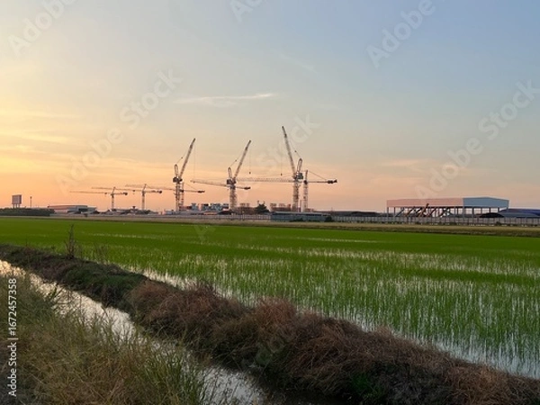 Fototapeta Construction tower cranes on a farm site. Yellow construction tower crane isolated on blue sky with white clouds background and front have farm rice. 