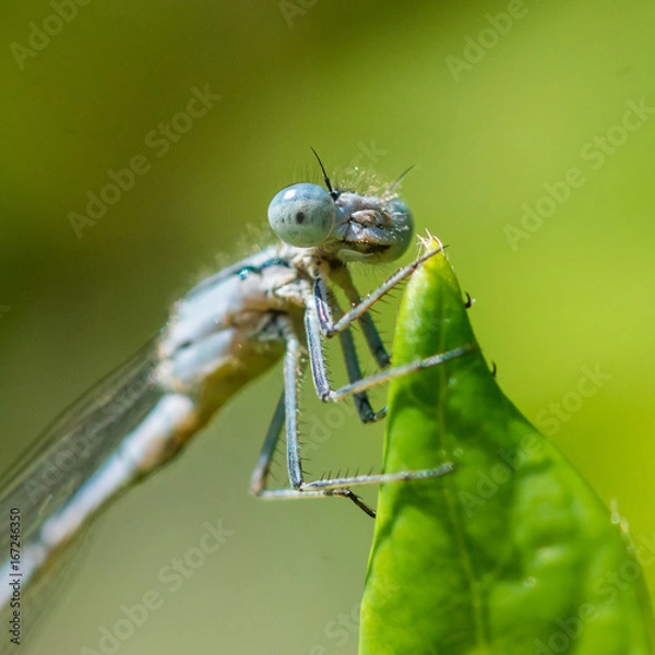 Fototapeta Beady Eyed Bug