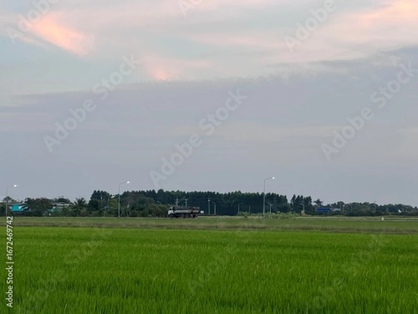 Fototapeta green rice plant in a paddy field, Green rice fields in Thailand. This is a very typical and beautiful view. This is a rice field located in the city of Phathumtani, Thailand