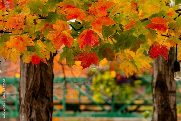 Obraz autumn leaves on a tree