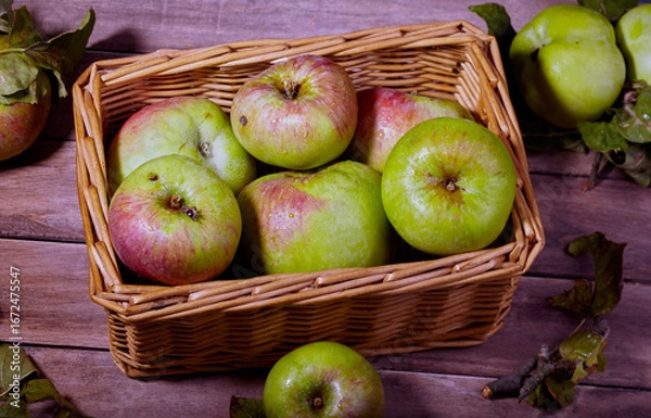Obraz Basket of freshly picked cooking apples.