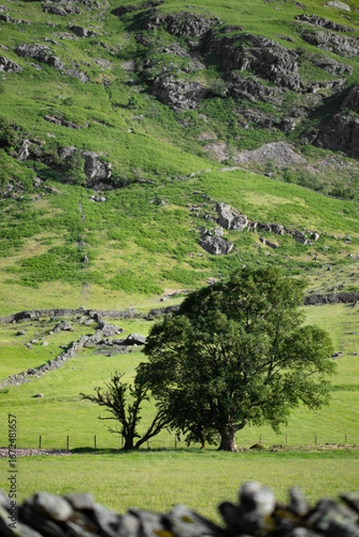 Fototapeta Duality in Stillness: Two Trees on a Hill of Memory
