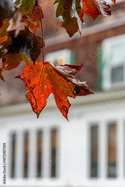 Obraz red maple leaf