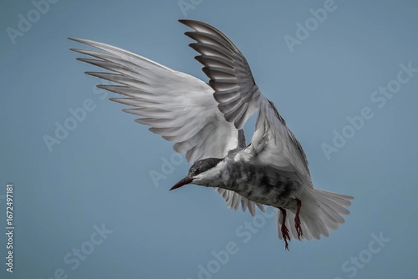 Obraz Whiskered ter flying