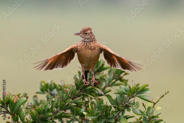 Obraz Crested Lark Spreading Wings on Bush