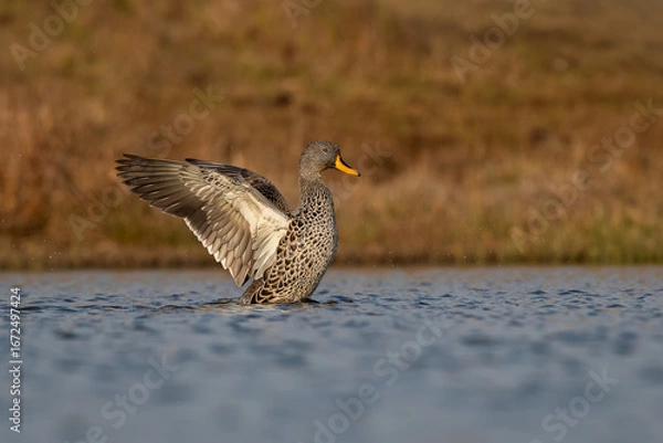 Obraz Yellow billed duck clapping his wings