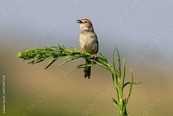 Obraz Zitting Cisticola on Green Stem