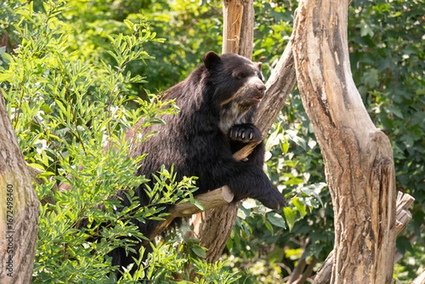 Fototapeta Brillenbär gemüdlich