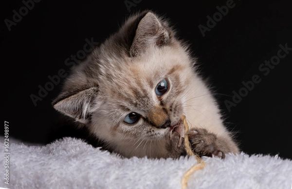 Obraz Kitten Biting Twine Close-Up