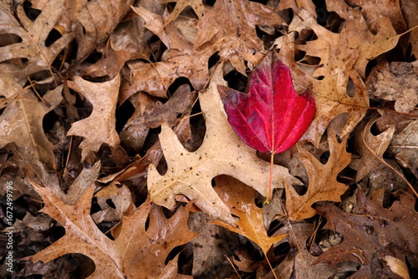 Obraz Red Leaf Among Brown Autumn Leaves