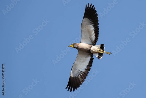 Obraz Yellow-Wattled Lapwing in Flight