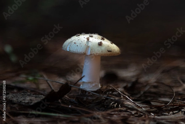 Obraz White Mushroom Growing in Forest Floor