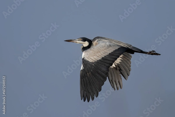 Obraz Black-headed Heron in Flight