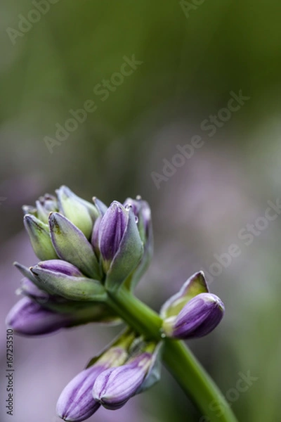 Obraz Blüte