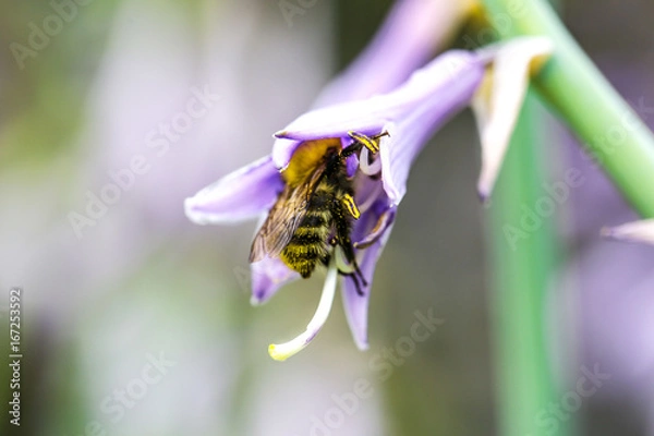 Obraz Biene auf Blüte
