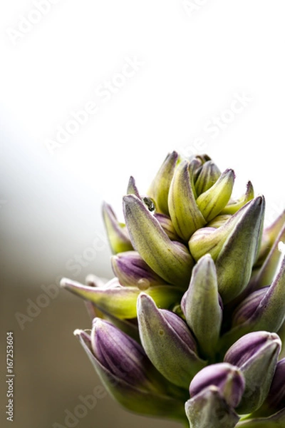 Obraz Blüte