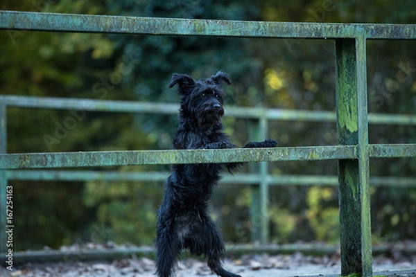 Obraz schwarzer Terrier