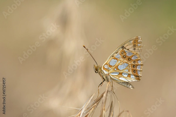 Obraz Perlmuttfalter