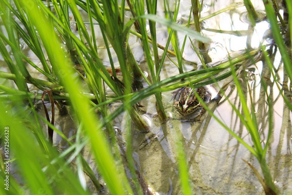 Fototapeta frog in the grass, duck on the lake