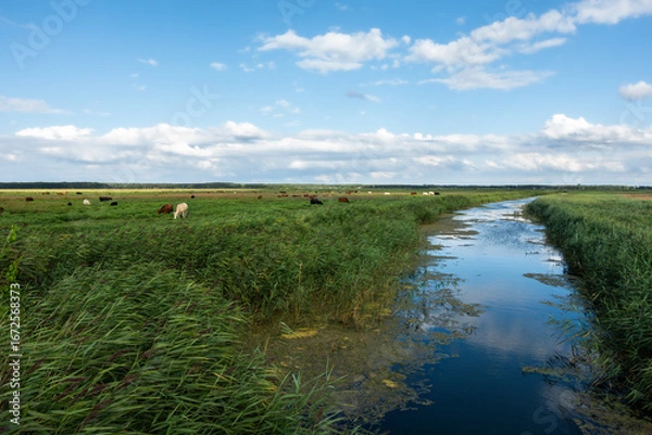 Obraz A vast landscape with grazing cows, reeds, and a stream under a blue sky with clouds – an idyllic summer atmosphere in nature