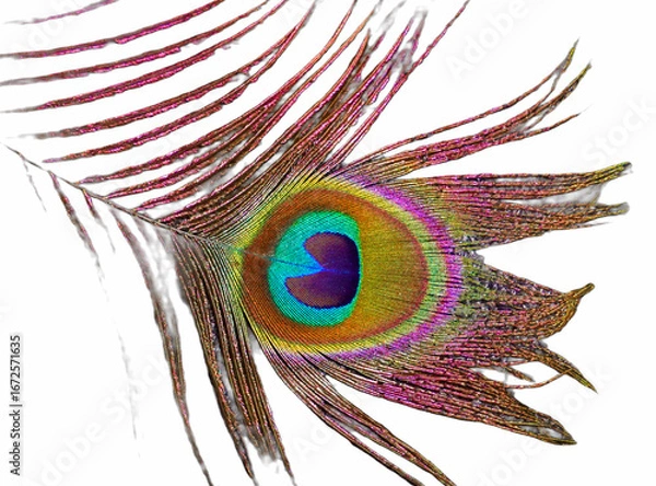 Obraz Peacock feather close up, artistic