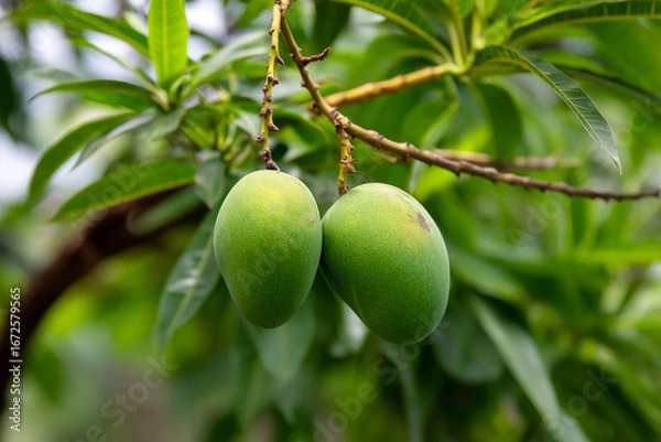 Obraz Two unripe green mangoes hanging from a branch with lush foliage fruit tropical