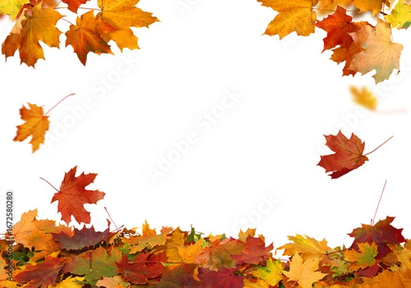 Obraz Organic Fall Maple Leaves Border Png