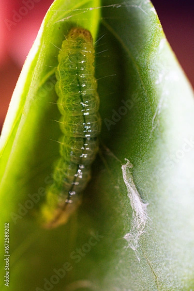 Fototapeta Close-up shot of a ulat palpita larva crawling on a plant leaf