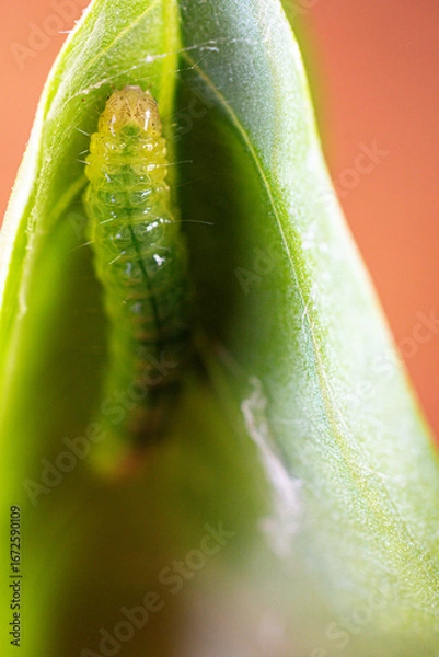 Fototapeta Close-up shot of a ulat palpita larva crawling on a plant leaf