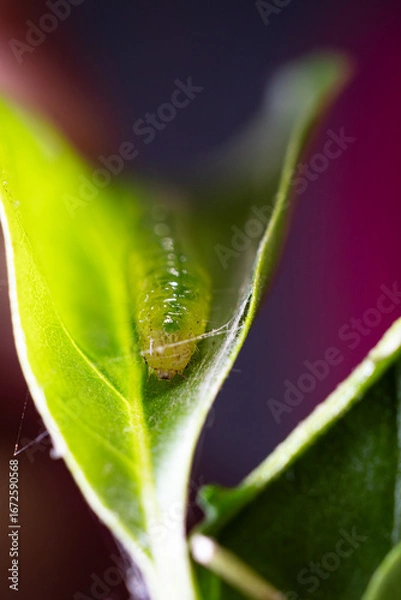 Fototapeta Close-up shot of a ulat palpita larva crawling on a plant leaf
