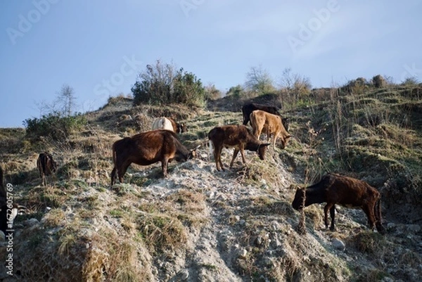 Fototapeta Group of cows on the mountain