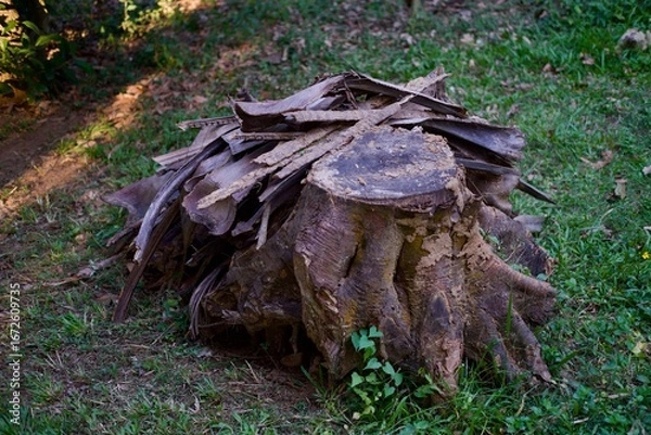 Fototapeta Dead tree trunk on the green grass background 
