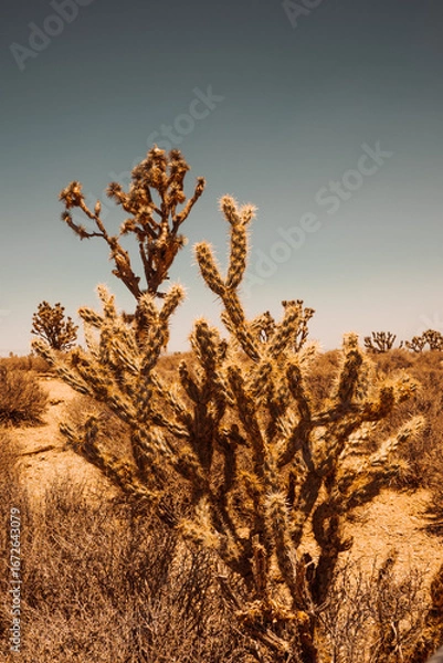 Obraz Joshua tree forest
