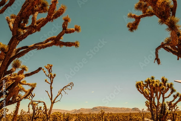 Obraz Joshua tree forest