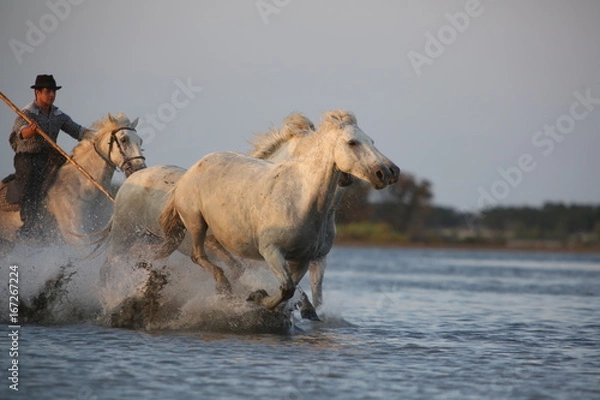 Obraz Camargue