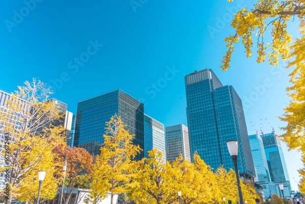Fototapeta 丸の内の高層ビル群と銀杏並木