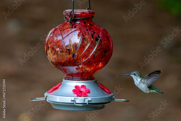 Obraz Little hummingbird photographed while in flight.