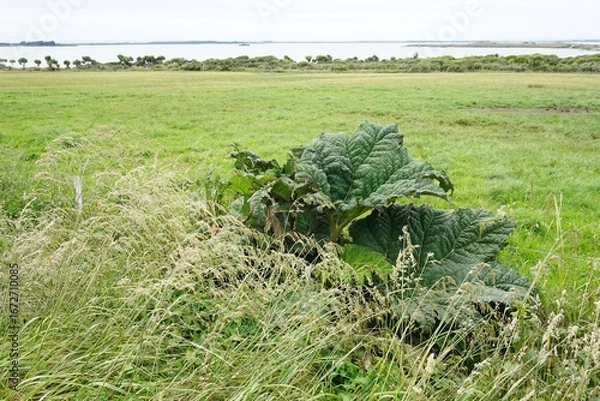 Obraz ニュージーランドの大きな植物