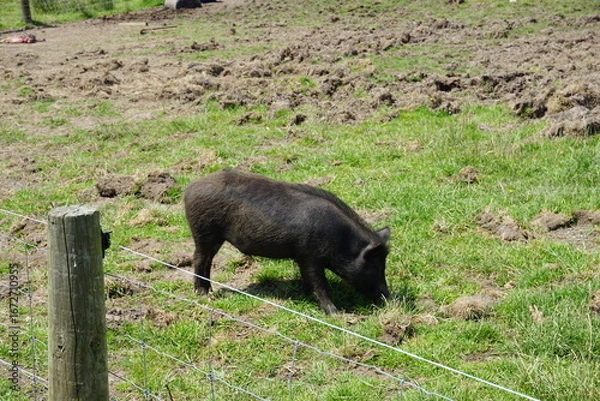 Obraz 柵の中の豚