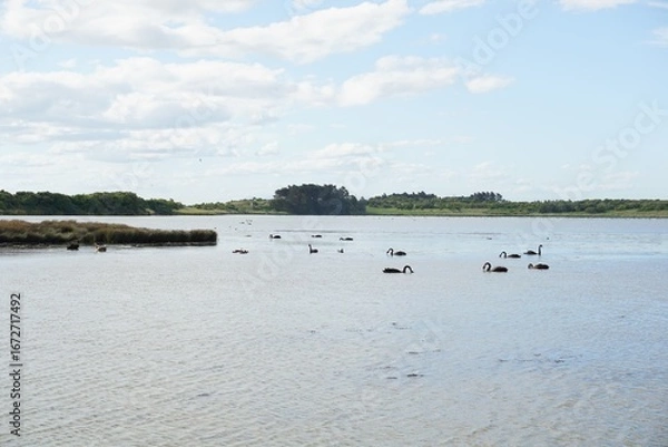 Obraz Invercargillの川と水鳥