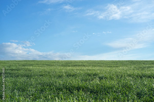 Fototapeta Sky and grass background, fresh green fields under the blue sky in summer