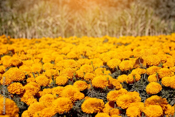 Fototapeta Marigold flowers blooming, a traditional element of day of the dead celebrations, create a vibrant and colorful scene