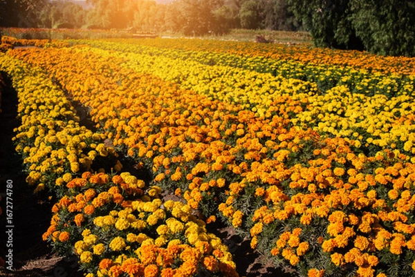 Fototapeta cempasuchil Rows of vibrant marigold flowers create a stunning pattern in a field, illuminated by warm sunset light. Day of the Dead flower.