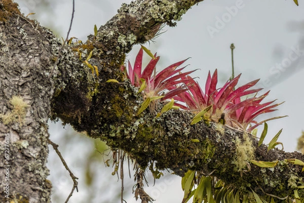Fototapeta Three red tillandsia plants on the branch, covered in lichen and ferns, of a dead tree, in a forest in the eastern Andean mountains of central Colombia, near the Iguaque natural reserve.