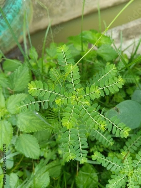 Fototapeta nettle on a white background