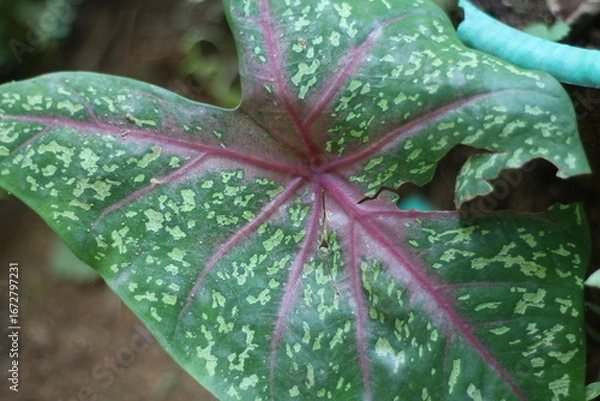 Fototapeta dew on leaf