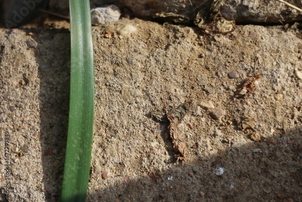 Fototapeta ant on the ground