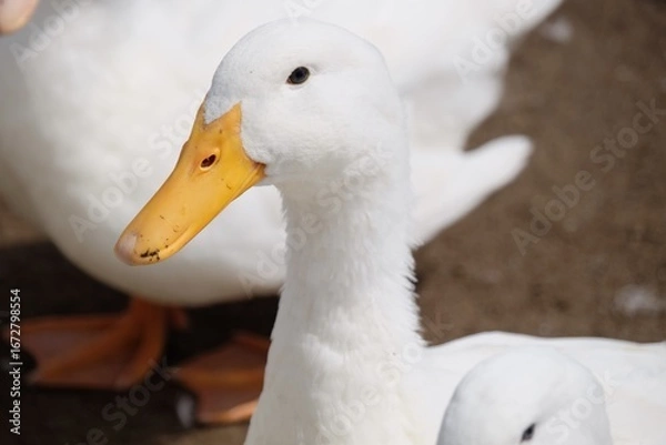 Obraz アヒルのイケメン
